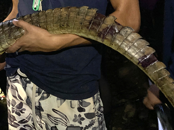 kaaiman tijdens educatieve tour playa reserva tortuga