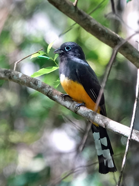 trogon