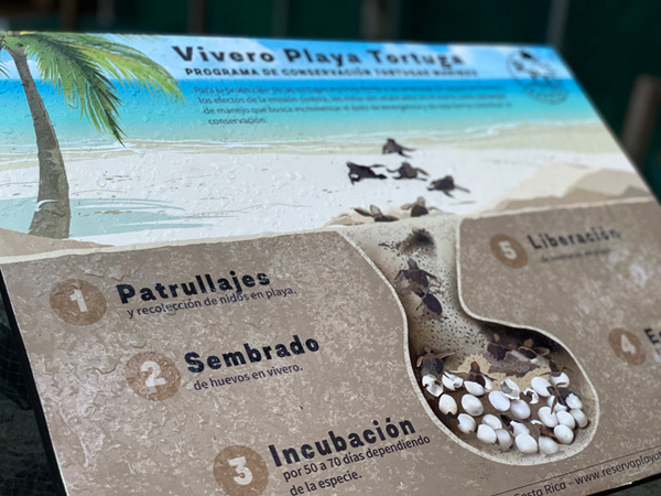 vrijwilliger bij playa reserva tortuga schildpadden