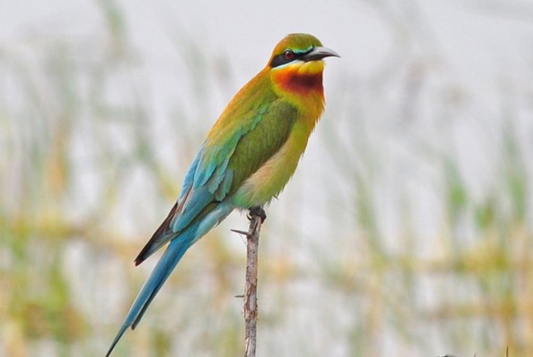 bijeneter in Bundala nationaal Park