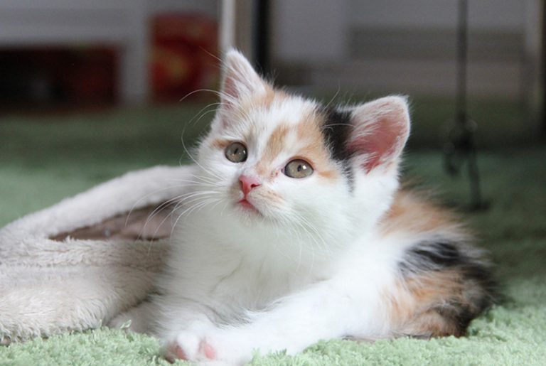 pleeggezin voor kittens